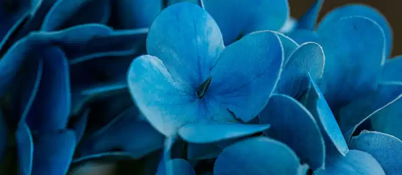 Beautiful close-up of vivid blue hydrangea flowers captured in Thailand.