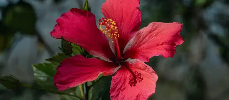 Close-up of a beautiful red hibiscus flower in full bloom captured in Thailand.