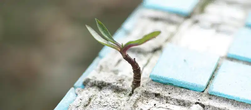 A sprout pushes through worn blue cement tiles, symbolizing resilience and new life.