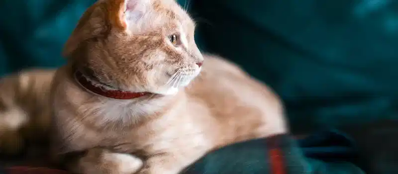 Close-up of a cute tabby cat lying on a colorful blanket with soft lighting indoors.