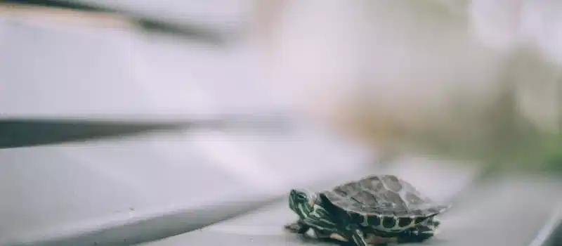 A small turtle with a detailed shell on a bench, captured with a blurred background.