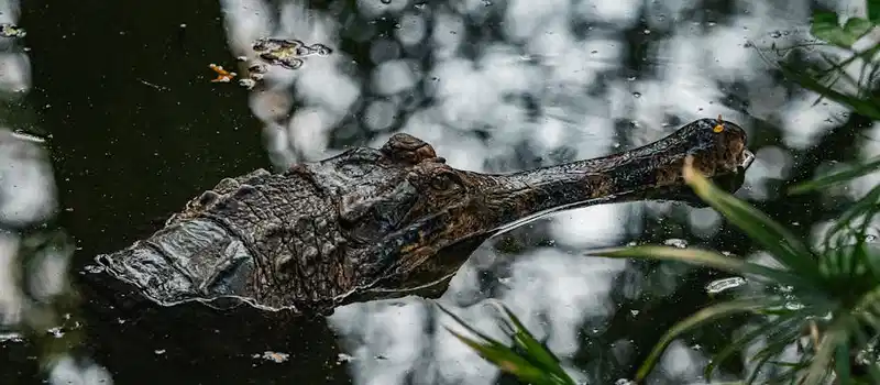 Close-up of a crocodile partially submerged in a reflective water body in Thailand.