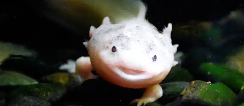 Charming axolotl smiling underwater, showcasing its unique features in a natural setting.