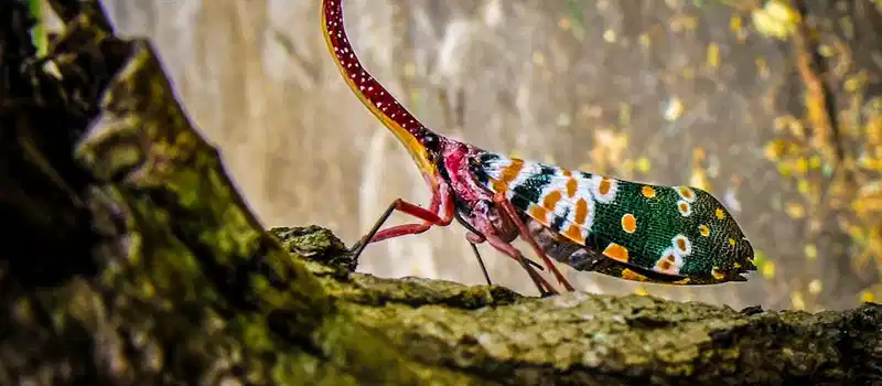 Vibrant macro image of Pyrops Candelaria insect perched on textured tree bark.