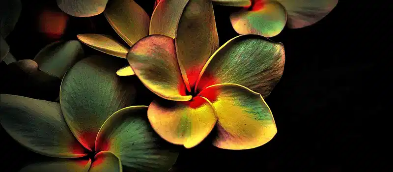 blossoms, colored, abstract, picturesque, multi coloured, abstract, abstract, abstract, abstract, abstract