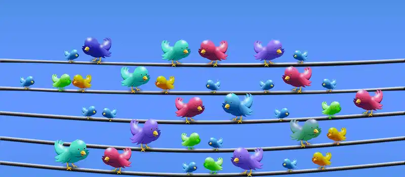 twitter, management, power line, nature, to sit, chirp, tweet, chirrup, communication, gossip, messages, news, information, together, media, social, tweet, bird, fun, cute, animal