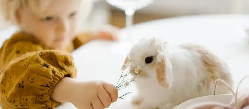 Young child in yellow sweater feeding a cute rabbit indoors. Bright, soft atmosphere.