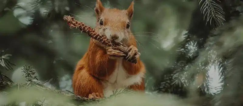 A red squirrel munching on a twig, surrounded by lush green pine needles in a forest.