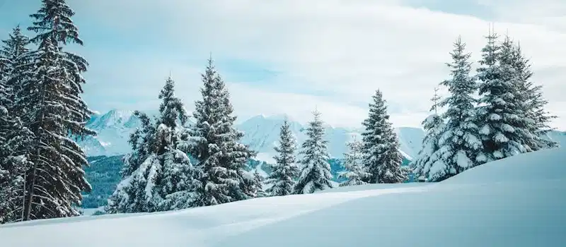 Tranquil winter scene of snow-covered trees in Megève, France amidst the Alps.