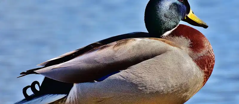 mallard, water bird, duck, blue, shimmering, swimming schedule, swim, bird, nature, animal wildlife, beak
