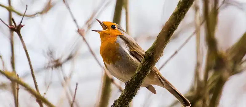 bird, robin, ornithology, species, nature, fauna, avian, animal, wildlife, beak, chirp, tweet, chirrup, feathers